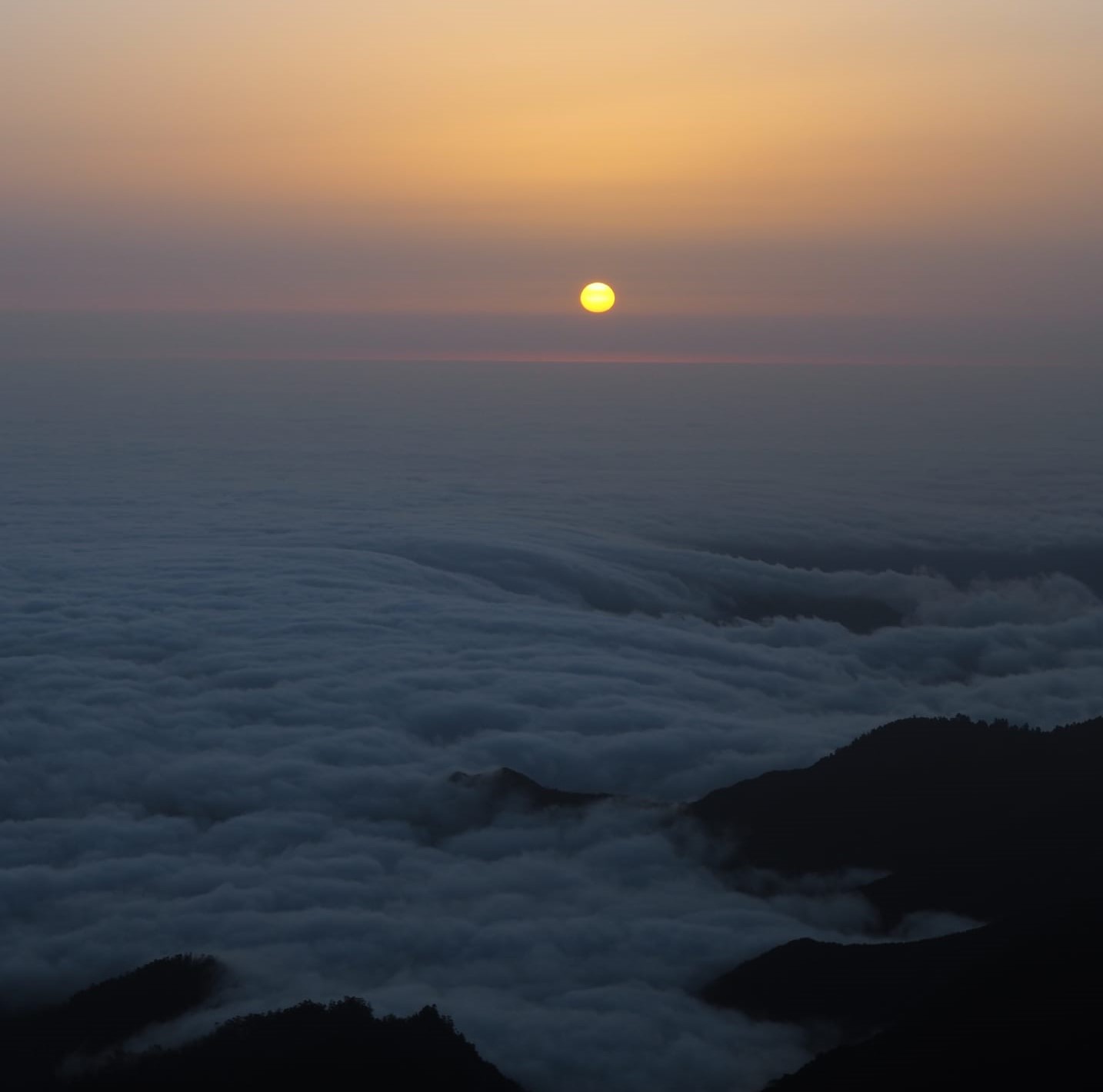 paisagem de árvores