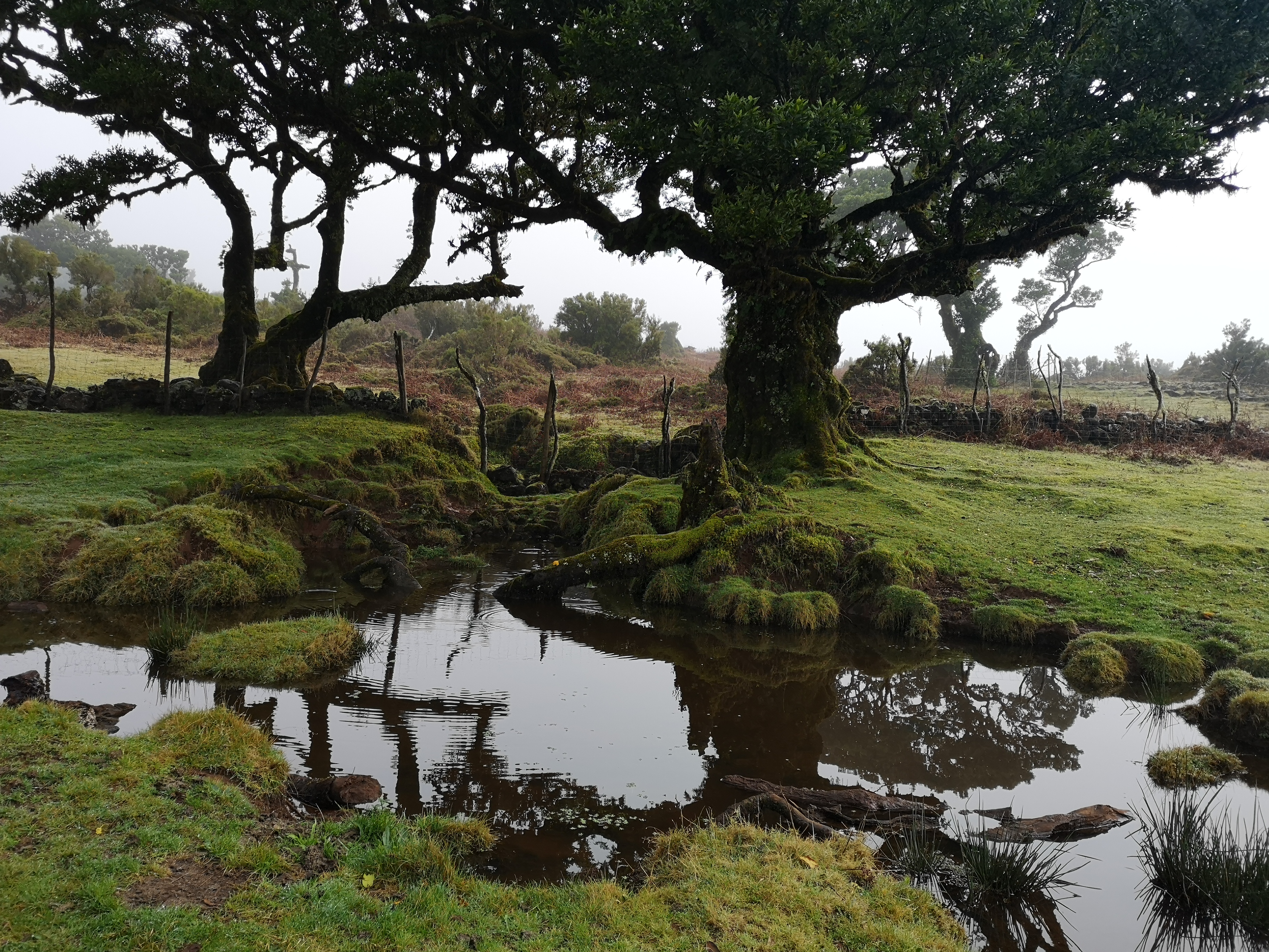 paisagem de árvores